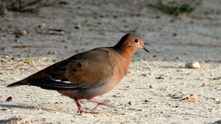 Zenaida Dove and its Call [upl. by Nallad532]