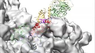 Structural insights into the human RyR2 Nterminal region involved in cardiac arrhythmias 2 [upl. by Ahsinac781]