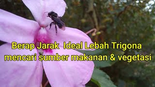 Berapa jarak lebah trigona mencari makan amp sumber vegetasi ⁉️ lebahtrigona bee [upl. by Trici]