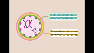 Illuminating the Crucial Role of Microtubules in Forming Healthy Egg Cells [upl. by Einad]