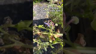 Borage edibleflowers bluefoods 1minhealthier borageflowers foodfoundation [upl. by Alahs]