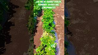 Rábano Daikon 🌱🌱🌱🌎🇬🇹flowers vivero agricultura [upl. by Akcimehs509]