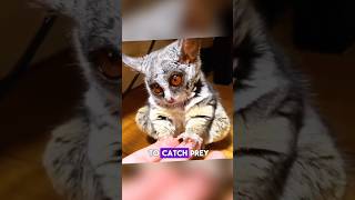 Galago is cute and Exotic animal in world [upl. by Massab]