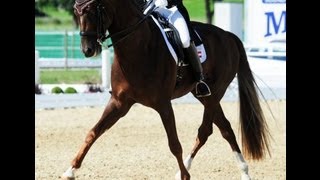 SOLD wwwsporthorsesonlinecom 2002 Dressage stallion Intermediaire level FEI horse [upl. by Anaujahs]