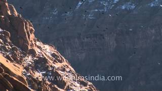 Beautiful Ladakh mountainscape with massive flight of Choughs [upl. by Lorollas]