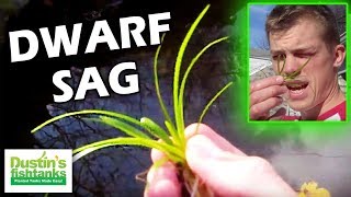 How to grow foreground plants Dwarf Sag Species Sunday [upl. by Nuhsal]