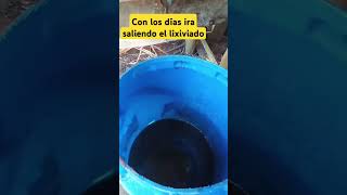 Lixiviado de raquis de plátano Nutre y protege tus plantas de hongos  Cómo hacerlo paso a paso 🍌🌱 [upl. by Ahsed]