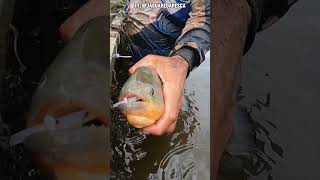 Piranha Facts shorts [upl. by Nirot]