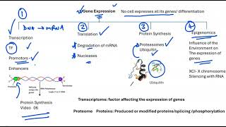 01 Gene Expression Overview [upl. by Surbeck]