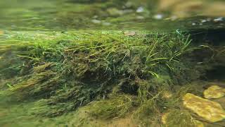 Aquatic plant in an Eastern Ghat hill stream in Andhra Pradesh India  aquaticplants biotope [upl. by Chad]