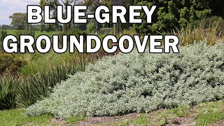 Blue Horizon™ Eremophila is a dense ground cover with tidy bluegrey foliage [upl. by Parrie]