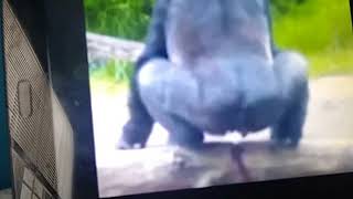 Funny animals pooping funny [upl. by Emelyne434]