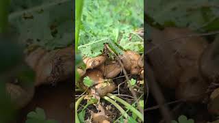 Interesting looking mushrooms or toadstools in the weeds by trail [upl. by Mariejeanne]