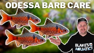 You Need to Try These Odessa Barb Care and Breeding Guide [upl. by Sartin]