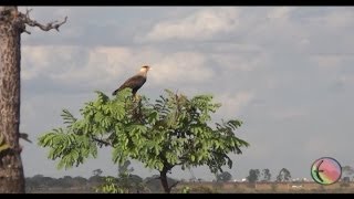 Nosso Cerrado Parque Nacional de Brasília [upl. by Atsev]