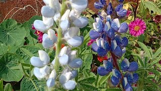 how to grow and care lupine flower plant [upl. by Atniuqal554]