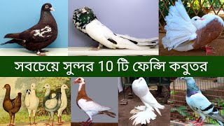 বিশ্বের সবচেয়ে সুন্দর 10 টি ফেন্সি কবুতর  10 Most Beautiful Fency Pigeons in the world [upl. by Aseneg514]