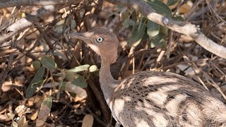 Buffcrested Bustard in Kenya [upl. by Chevy]