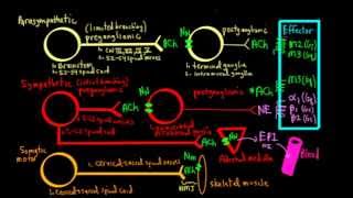 Schneid Guide to Autonomic Nervous System Anatomy and Neurotransmission [upl. by Nnyladnarb]