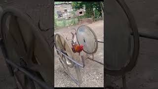 El Gallo Fitness comedy animales funny viralshorts pollo [upl. by Havener]