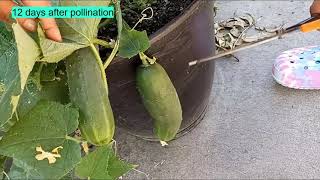 Pollinating and growing Garden Cucumbers Progression Video [upl. by Zenas131]