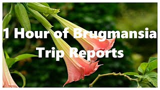 1 Hour of Brugmansia Trip Reports [upl. by Relyks]