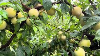 Purple Methley Plums in Larriland Farm [upl. by Anchie52]