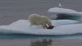 Svalbard MS Fram Cruise August 2016 From Sandro amp Renata [upl. by December315]