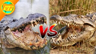 Alligator VS Crocodile  Whats the Difference [upl. by Rehpoitsirhc741]