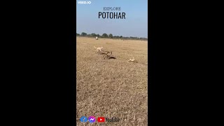 youtube  short Dog Vs Rabbit Race 2022  Hare Hunting  Hunting  Hare coursing 2022 [upl. by Atteuqcaj239]