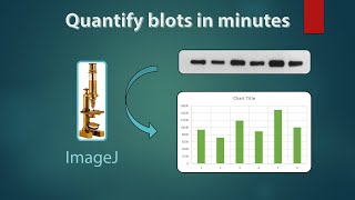 Western Blot quantification on ImageJ [upl. by Hairacaz]