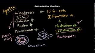 Gastrointestinal bacteria [upl. by Yral]