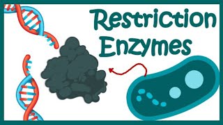 Restriction Enzymes Genetic Engineering Recombinant DNA technology [upl. by Akiria]