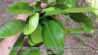 Kaffir Lime Leaves Tea Recipe Exotic Fruit Tree [upl. by Maloney285]