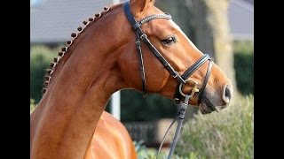 wwwsporthorsesonlinecom 2012 Hanoverian stallion Dressage  Hunter prospect for sale [upl. by Roanne561]