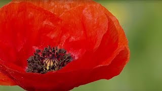 The Poppy A Symbol of Remembrance [upl. by Lletnohs]