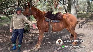 CABALLO ALAZAN MESTIZO NUEVO Y FUNCIONAL  2000000 LOSEQUINOSCOM [upl. by Abey]