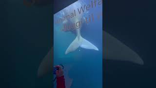 Beluga whale swimming upside down in Iceland ￼ [upl. by Narine679]