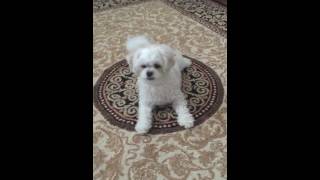 Teacup ShihPoo Shih TzuPoodle can do tricks [upl. by Fernandes]