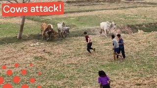 Twerking Party Goers Chased Away by Herd of Cows [upl. by Lunt890]