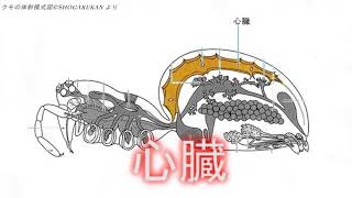 【貴重映像】アシダカグモの心臓鼓動「蜘蛛の心拍」Beat Brown huntsman of spiders heart [upl. by Amabil518]