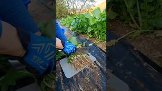 Easy and quick cutting of vegetable roots [upl. by Adalard]