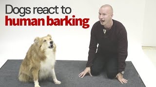 How Dogs React to a Human Barking  Voice Actor Pranks Dogs [upl. by Eisler]