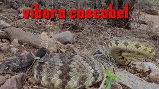 Vibora cascabel crotalus molossus [upl. by Carlita]