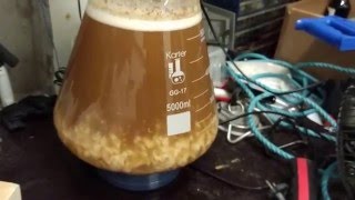 Super Flocculant WLP007 Dry English Ale [upl. by Nicholas]