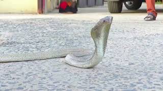 Indian animal rescuer catches 47 venomous snakes [upl. by Tnarb637]