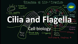 Flagella  Cilia  Structure and Functions  Cell Biology  Basic Science Series [upl. by Sacksen]