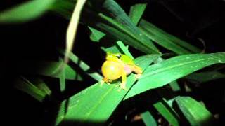 Litoria fallax calling [upl. by Millisent]