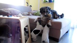 Parson Russell Terrier Welpen mit Mini Aussie Welpe und Mini Aussie [upl. by Yci733]