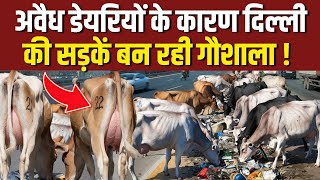 अवैध डेरियों के कारण सड़क पर बनी गौशाला  inderlok illegal dairy news  shastri nagar dairy news [upl. by Ynnaffit]